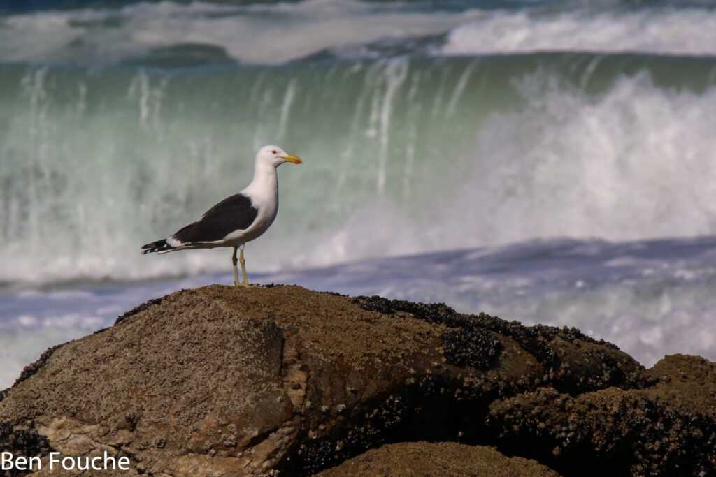 Wilderness in the Western Cape