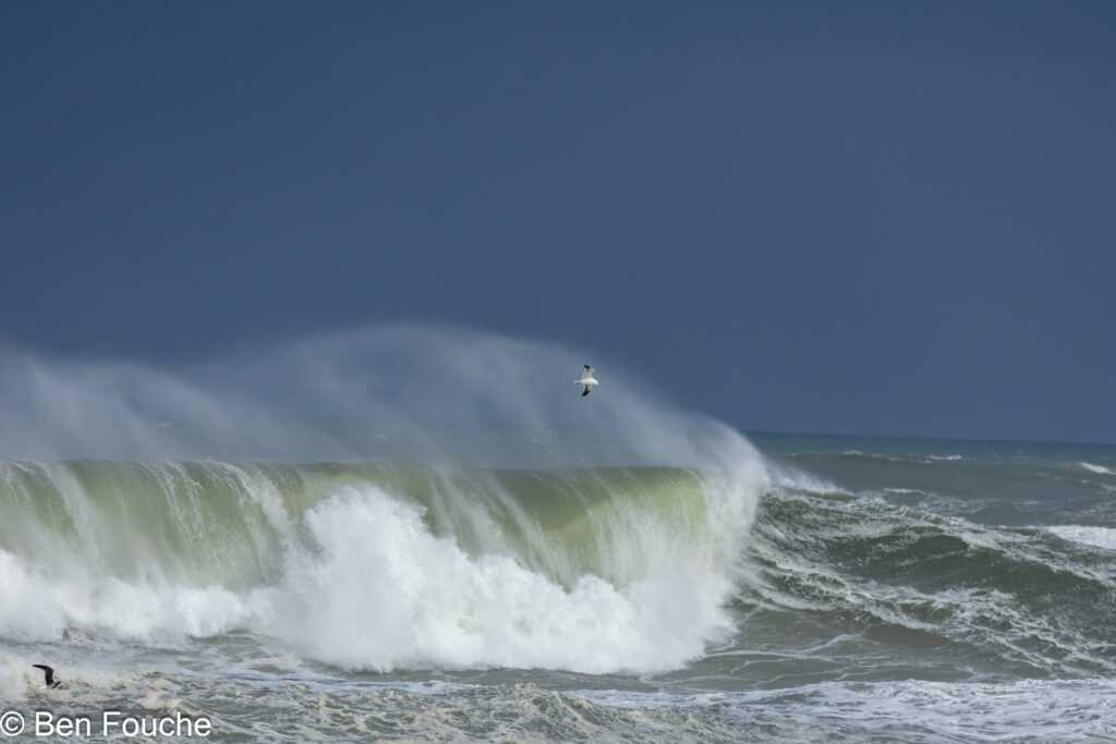 Stormy seas Kelp Gull